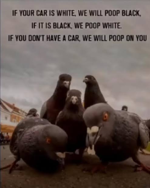 1749756369375.jpeg