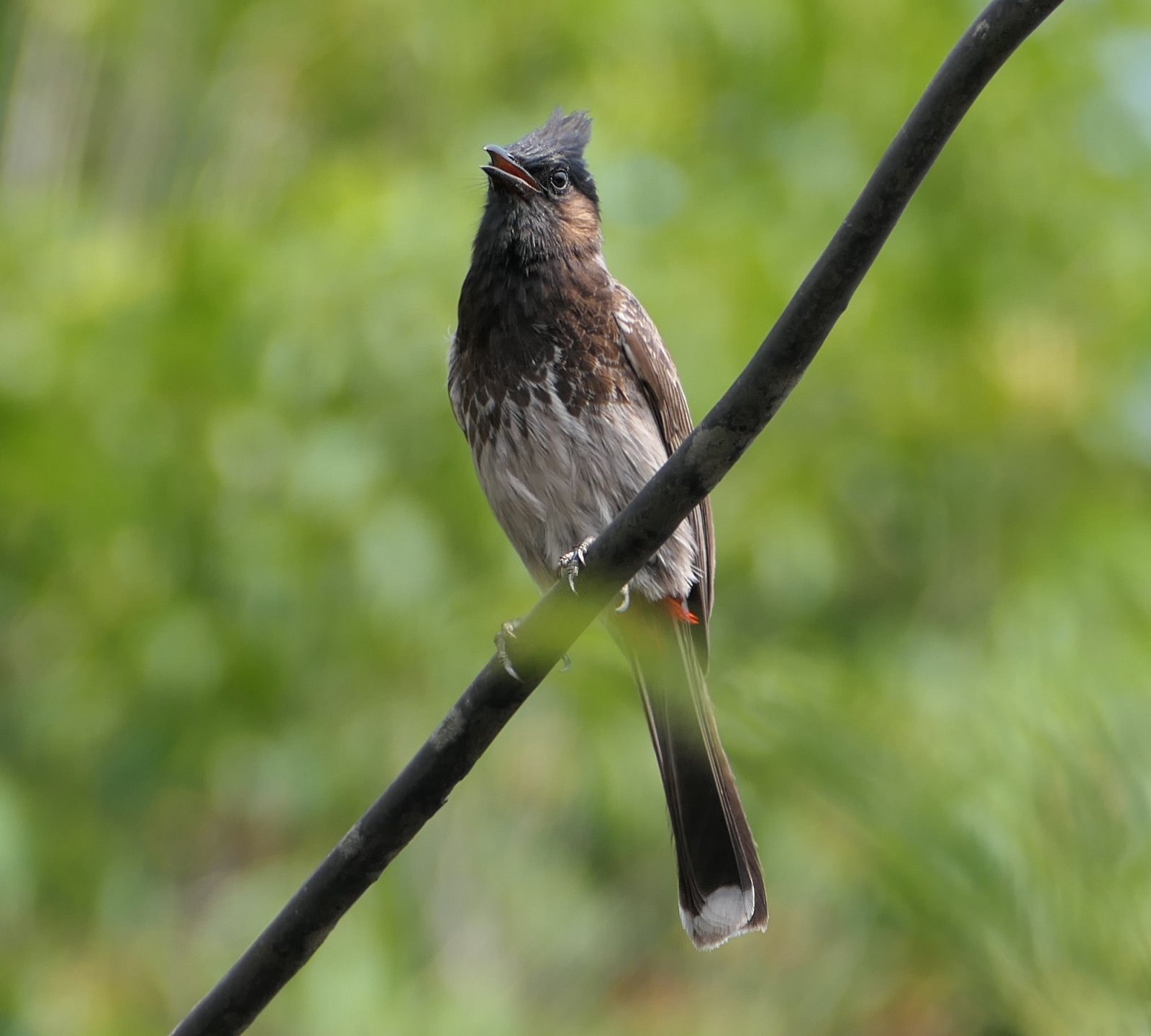 Bulbul.jpg