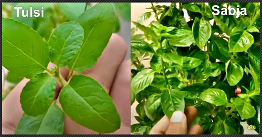 tulsi-sabja.jpg