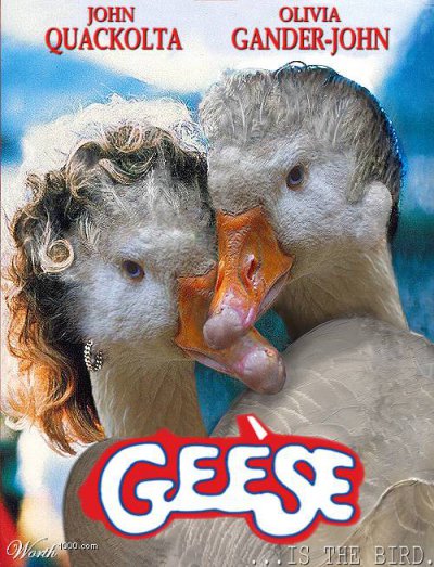 ani Geese.jpg