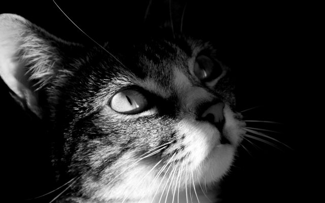 01006_cat_1920x1200.jpg