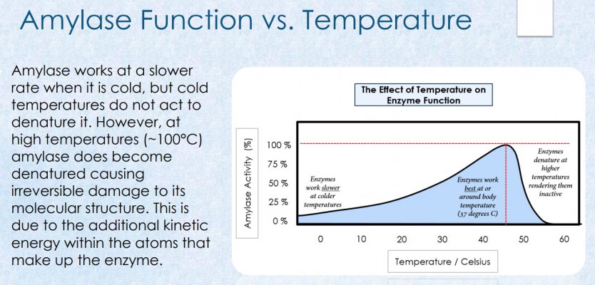 amylase works best at body temperature.jpg