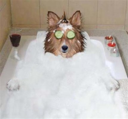 dog-spa-time.jpg