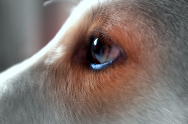 eye of dog focus.JPG