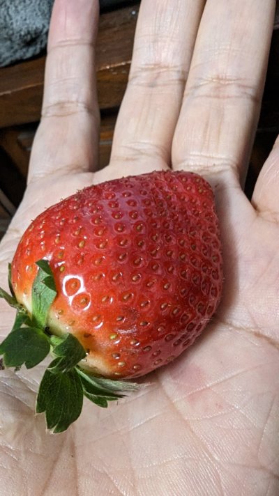 strawberry.jpg