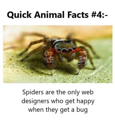 Spiders and bugs.jpg