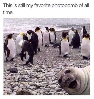 Photo bomb.jpg