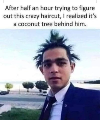 Coconut tree.jpg