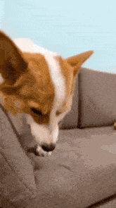 corgi.gif