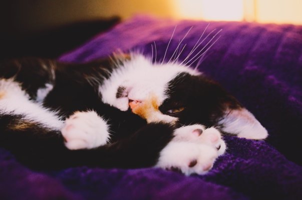 Coco-01.jpg