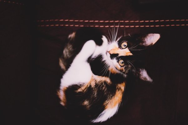 Coco-02.jpg