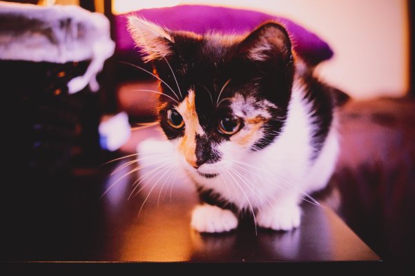 Coco-03.jpg