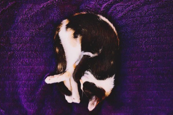 Coco-04.jpg
