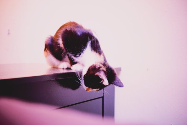 Coco-05.jpg