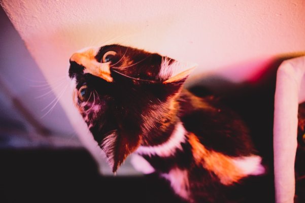 Coco-08.jpg