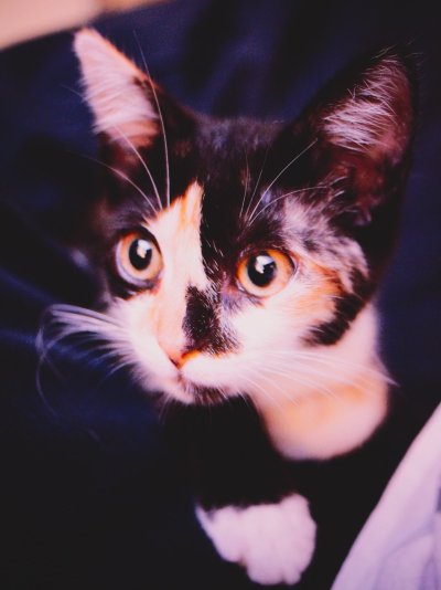 Coco-09.jpg