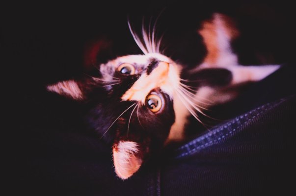 Coco-10.jpg