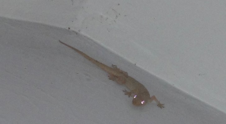 lizard1.jpg