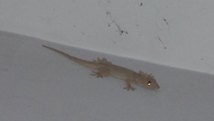 lizard2.jpg