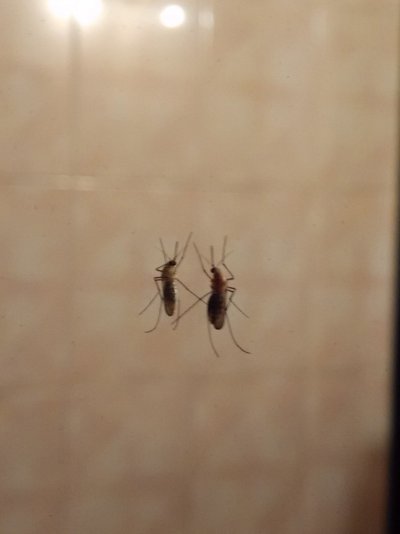 1s_mosquito.jpg