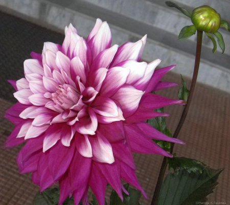 Dahlia-medium.jpg