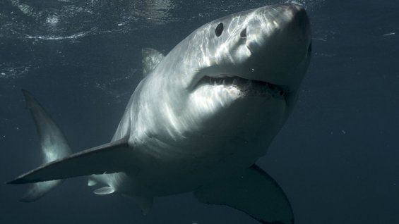 shark_week_discovery_channel_a_l_zps8ea95e5b.jpg