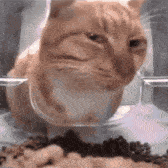 sus-cat.gif