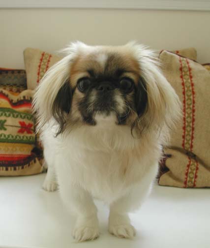 Szusza_pekingese.jpg