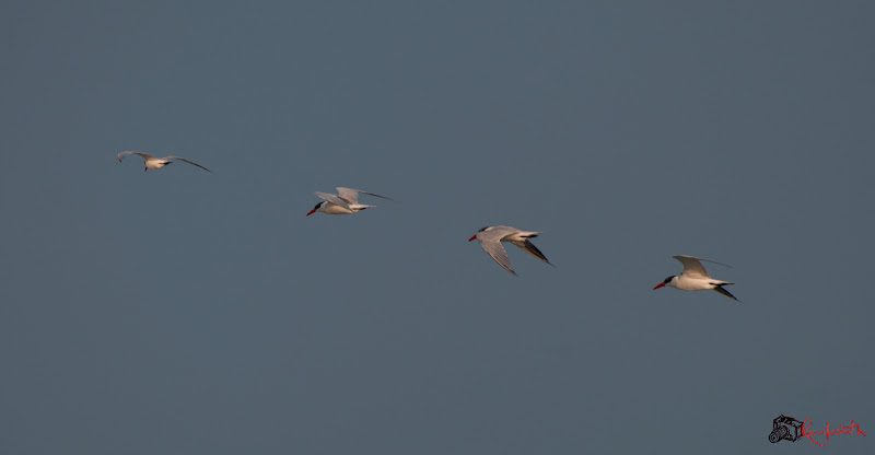 DSC_0164.jpg