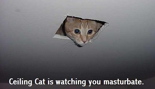 ceiling_cat_is_watching_you_masturbate.jpg