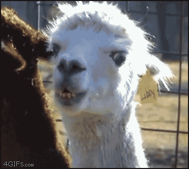y09qLMR.gif