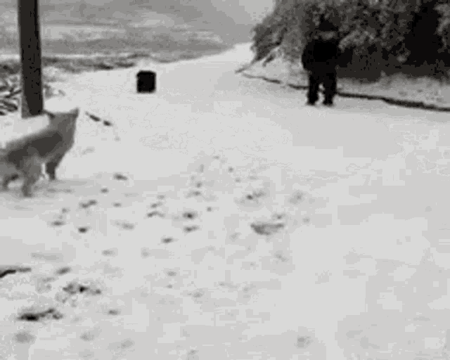 funny-bark.gif