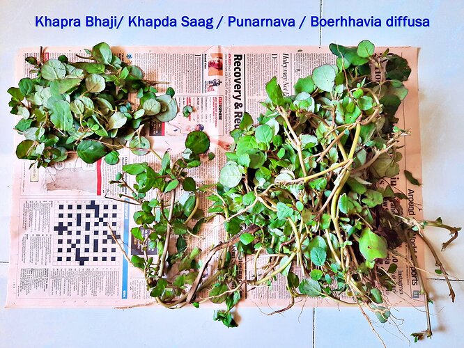 Khapra Saag  Punarnava.jpg