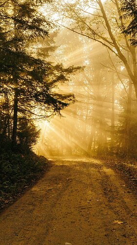 Sunny-Road-Wood-Forest-Light-Tree-Nature-Gold.jpg