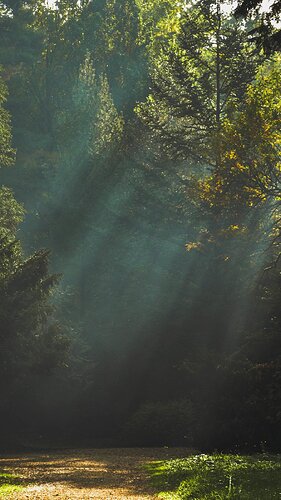 Wood-Nature-Tree-Sunshine-Light.jpg
