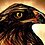 cooleagle